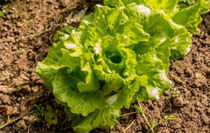 salade verte