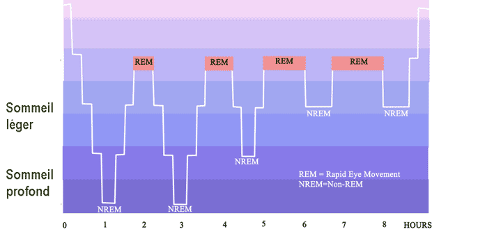 cycles du sommeil
